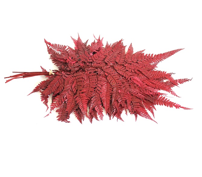 Leather Fern Stabilized - Red zväzok